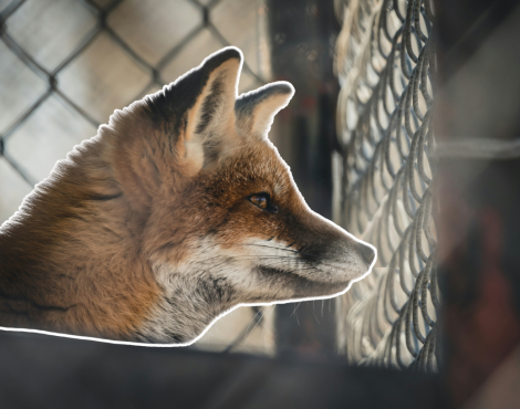 Rapport IPBES Clef Verte