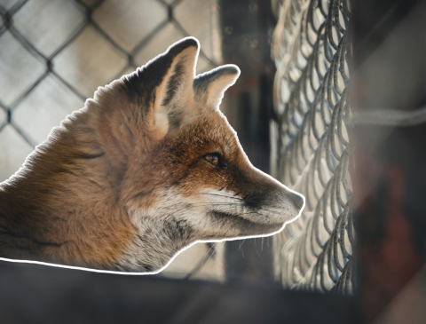 Rapport IPBES Clef Verte 