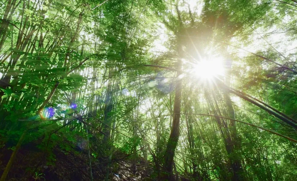 Lumière dans les arbres