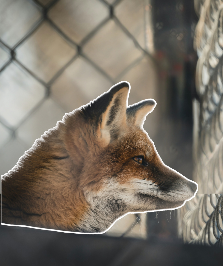 Biodiversité urbaine Clef Verte 