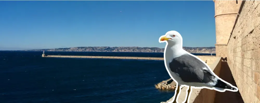 mouette Clef Verte marseille